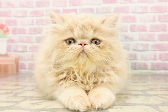 北海道のエキゾチック (Coo&RIKU札幌西店/2025年6月24日生まれ/男の子/クリーム)の子猫