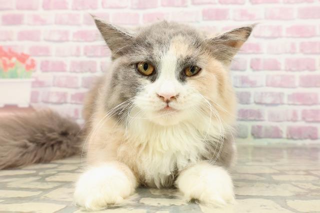 千葉県のサイベリアン (Coo&RIKU八街店/2025年3月17日生まれ/女の子/ダイリュートキャリコ)の子猫の1枚目の画像
