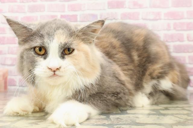千葉県のサイベリアン (Coo&RIKU八街店/2025年3月17日生まれ/女の子/ダイリュートキャリコ)の子猫の2枚目の画像