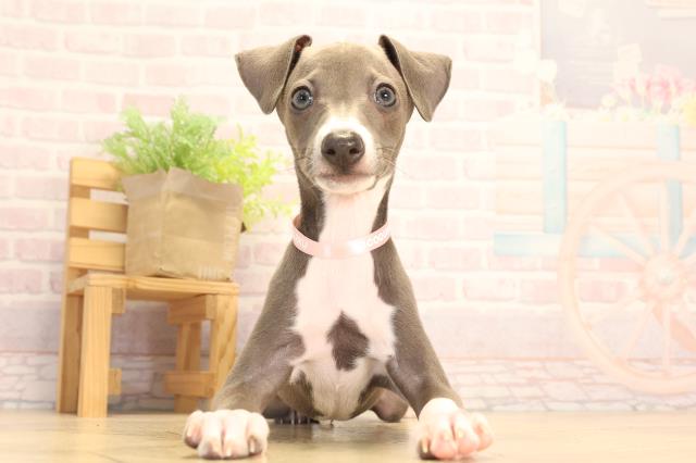 愛知県のイタリアングレーハウンド (Coo&RIKU半田店/2025年7月12日生まれ/女の子/ブルーホワイト)の子犬の1枚目の画像
