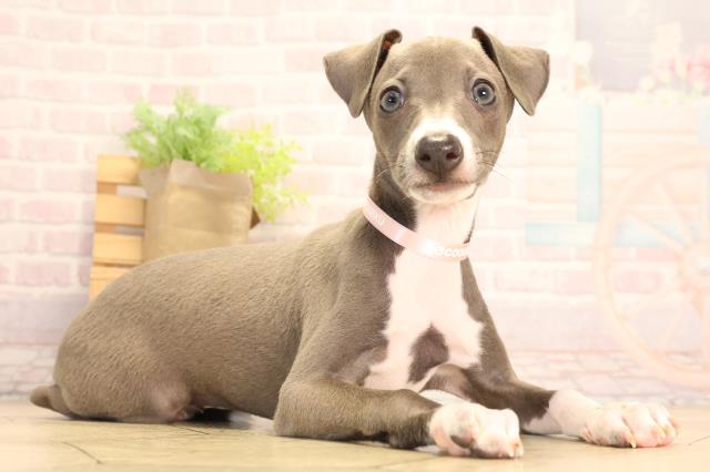 愛知県のイタリアングレーハウンド (Coo&RIKU半田店/2025年7月12日生まれ/女の子/ブルーホワイト)の子犬の2枚目の画像