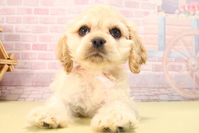 愛知県のアメリカンコッカースパニエル (Coo&RIKU豊橋店/2025年7月12日生まれ/女の子/バフ)の子犬の1枚目の画像
