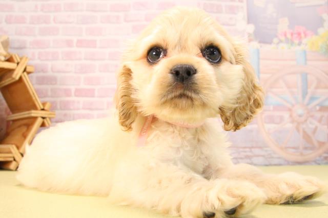 愛知県のアメリカンコッカースパニエル (Coo&RIKU豊橋店/2025年7月12日生まれ/女の子/バフ)の子犬の2枚目の画像