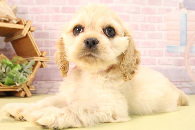 愛知県のアメリカンコッカースパニエル (Coo&RIKU豊橋店/2025年7月12日生まれ/女の子/バフ)の子犬の3枚目の画像