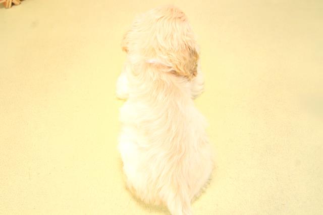 愛知県のアメリカンコッカースパニエル (Coo&RIKU豊橋店/2025年7月12日生まれ/女の子/バフ)の子犬の4枚目の画像