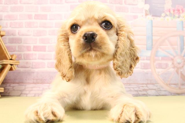 愛知県のアメリカンコッカースパニエル (Coo&RIKU豊田店/2025年7月12日生まれ/女の子/バフ)の子犬の1枚目の画像