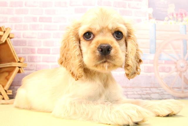 愛知県のアメリカンコッカースパニエル (Coo&RIKU豊田店/2025年7月12日生まれ/女の子/バフ)の子犬の2枚目の画像