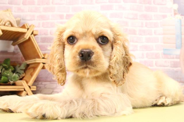 愛知県のアメリカンコッカースパニエル (Coo&RIKU豊田店/2025年7月12日生まれ/女の子/バフ)の子犬の3枚目の画像