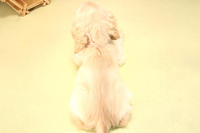 愛知県のアメリカンコッカースパニエル (Coo&RIKU豊田店/2025年7月12日生まれ/女の子/バフ)の子犬の4枚目の画像