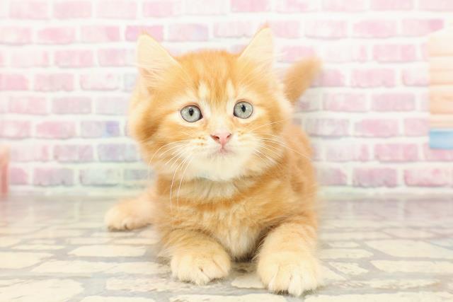 青森県のミヌエット (Coo&RIKU青森店/2025年7月9日生まれ/男の子/レッドタビー)の子猫