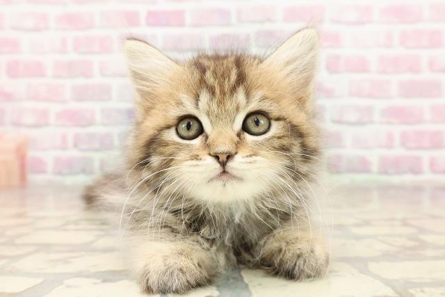埼玉県のラガマフィン (Coo&RIKU川口戸塚店/2025年7月9日生まれ/男の子/ブラウンタビー)の子猫