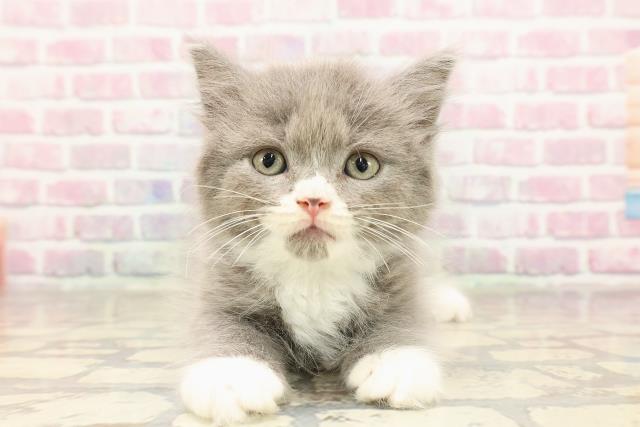 栃木県のラガマフィン (Coo&RIKUFKDインターパーク店/2025年7月9日生まれ/男の子/ブルーホワイト)の子猫の1枚目の画像