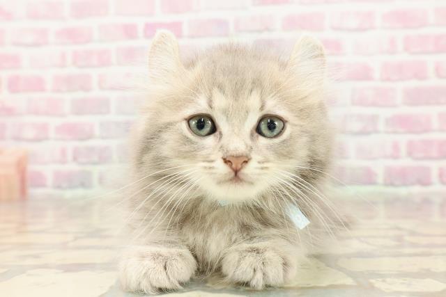 埼玉県のキンカロー (Coo&RIKU大宮店/2025年7月12日生まれ/男の子/ブルータビー)の子猫の1枚目の画像