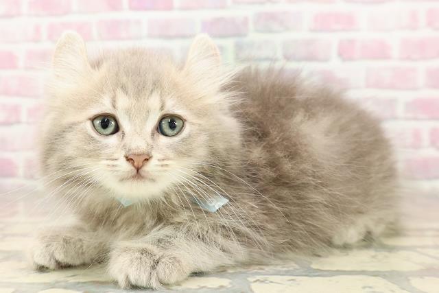 埼玉県のキンカロー (Coo&RIKU大宮店/2025年7月12日生まれ/男の子/ブルータビー)の子猫の2枚目の画像