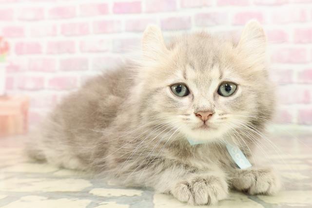埼玉県のキンカロー (Coo&RIKU大宮店/2025年7月12日生まれ/男の子/ブルータビー)の子猫の3枚目の画像