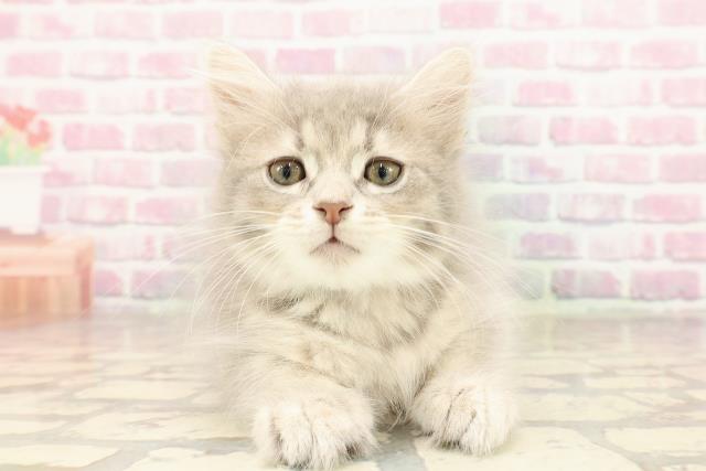 埼玉県のサイベリアン (Coo&RIKUアニマルケアセンター大宮/2025年7月3日生まれ/男の子/ブルータビー)の子猫の1枚目の画像