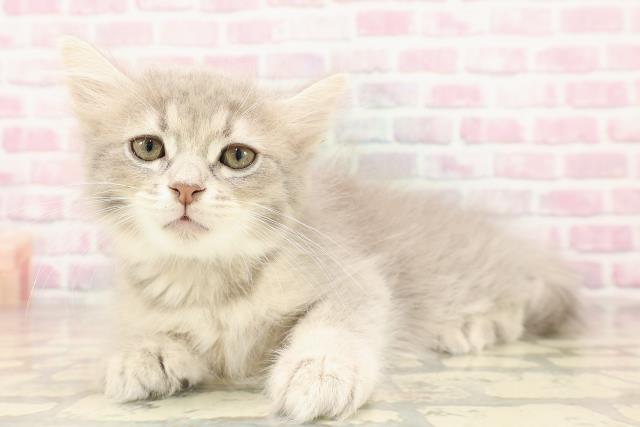 埼玉県のサイベリアン (Coo&RIKUアニマルケアセンター大宮/2025年7月3日生まれ/男の子/ブルータビー)の子猫の2枚目の画像