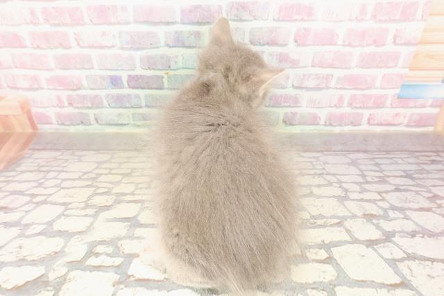 埼玉県のサイベリアン (Coo&RIKUアニマルケアセンター大宮/2025年7月3日生まれ/男の子/ブルータビー)の子猫の4枚目の画像