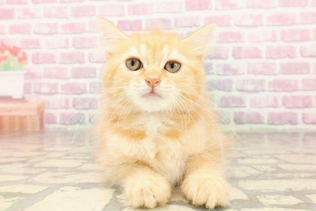 埼玉県のサイベリアン (Coo&RIKUアニマルケアセンター大宮/2025年6月29日生まれ/女の子/レッドタビー)の子猫の1枚目の画像