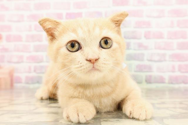 スコティッシュフォールド