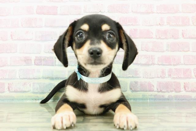 埼玉県のハーフ犬・ミックス犬 (Coo&RIKUアニマルケアセンター大宮/2025年7月9日生まれ/男の子/ブラックイエロー)の子犬の1枚目の画像