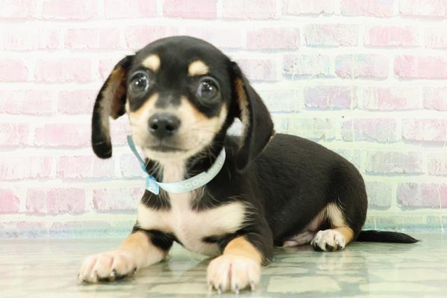 埼玉県のハーフ犬・ミックス犬 (Coo&RIKUアニマルケアセンター大宮/2025年7月9日生まれ/男の子/ブラックイエロー)の子犬の2枚目の画像