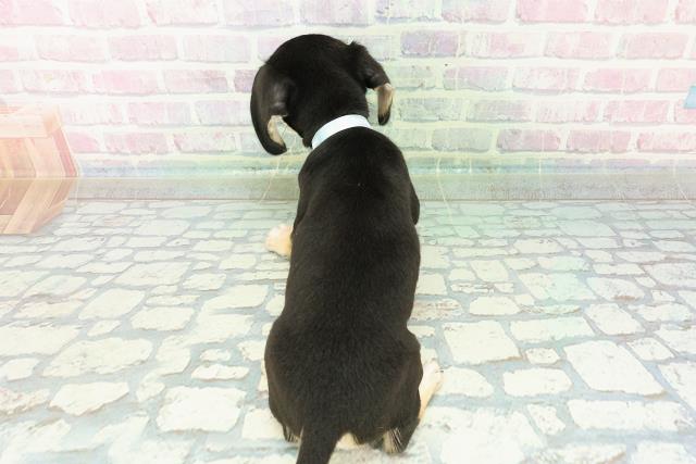 埼玉県のハーフ犬・ミックス犬 (Coo&RIKUアニマルケアセンター大宮/2025年7月9日生まれ/男の子/ブラックイエロー)の子犬の4枚目の画像