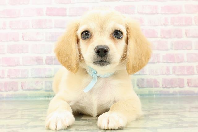 島根県のハーフ犬・ミックス犬 (Coo&RIKU出雲店/2025年7月9日生まれ/男の子/クリーム)の子犬