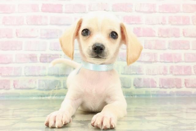 徳島県のハーフ犬・ミックス犬 (Coo&RIKU徳島店/2025年7月9日生まれ/男の子/クリームホワイト)の子犬