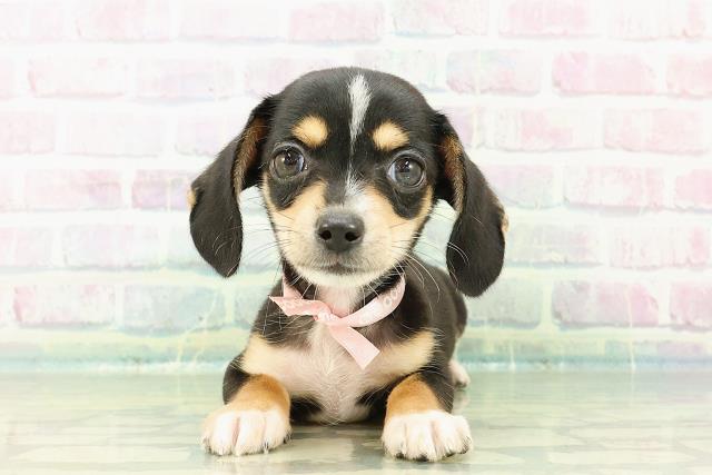香川県のハーフ犬・ミックス犬 (Coo&RIKU高松上福岡店/2025年7月9日生まれ/女の子/ブラックタンホワイト)の子犬