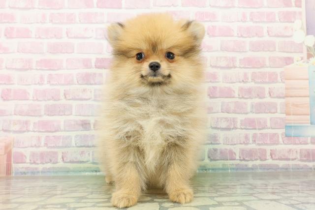 埼玉県のポメラニアン (Coo&RIKUアニマルケアセンター大宮/2025年7月10日生まれ/女の子/オレンジ)の子犬の1枚目の画像