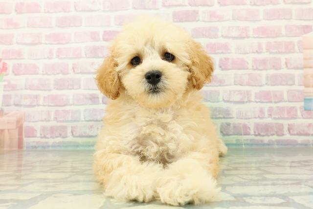 青森県のトイプードル(トイ) (Coo&RIKU青森店/2025年7月11日生まれ/女の子/ペールフォーン)の子犬