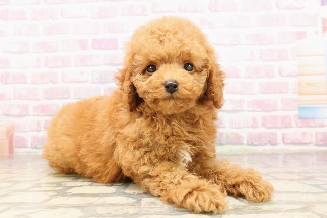 茨城県のトイプードル(トイ) (Coo&RIKUコメリパワーつくば西店/2025年7月12日生まれ/男の子/レッド)の子犬の3枚目の画像