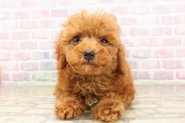 埼玉県のトイプードル(トイ) (Coo&RIKU川口戸塚店/2025年7月12日生まれ/男の子/レッド)の子犬の1枚目の画像