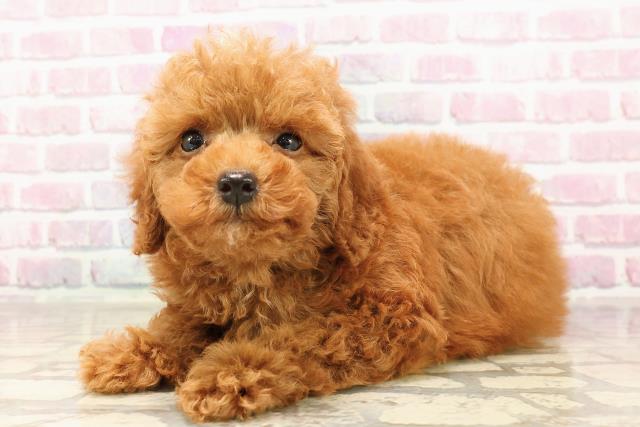 埼玉県のトイプードル(トイ) (Coo&RIKU川口戸塚店/2025年7月12日生まれ/男の子/レッド)の子犬の2枚目の画像