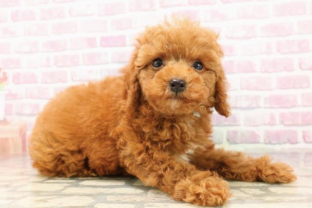 埼玉県のトイプードル(トイ) (Coo&RIKU川口戸塚店/2025年7月12日生まれ/男の子/レッド)の子犬の3枚目の画像