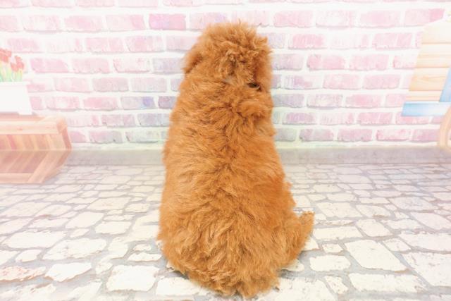 埼玉県のトイプードル(トイ) (Coo&RIKU川口戸塚店/2025年7月12日生まれ/男の子/レッド)の子犬の4枚目の画像