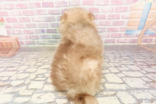 埼玉県のポメラニアン (Coo&RIKUアニマルケアセンター大宮/2025年7月10日生まれ/男の子/ビーバー)の子犬の4枚目の画像