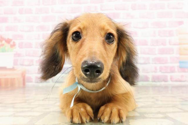 三重県のミニチュアダックスフンド(ロング) (Coo&RIKU四日市店/2025年5月6日生まれ/男の子/レッド)の子犬の1枚目の画像