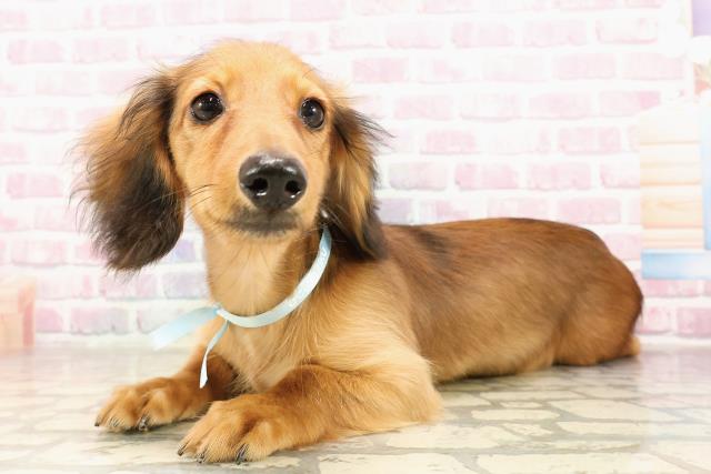 三重県のミニチュアダックスフンド(ロング) (Coo&RIKU四日市店/2025年5月6日生まれ/男の子/レッド)の子犬の2枚目の画像