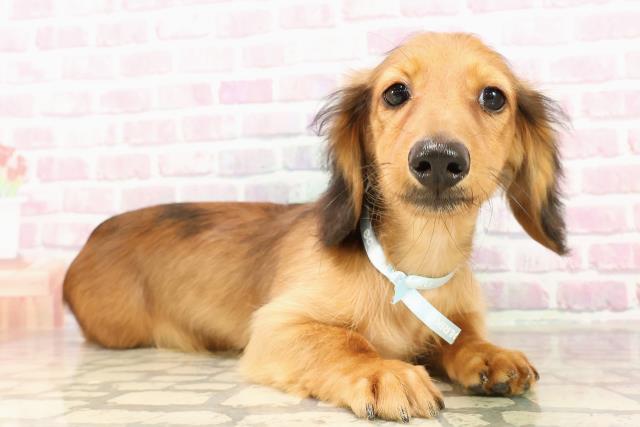 三重県のミニチュアダックスフンド(ロング) (Coo&RIKU四日市店/2025年5月6日生まれ/男の子/レッド)の子犬の3枚目の画像