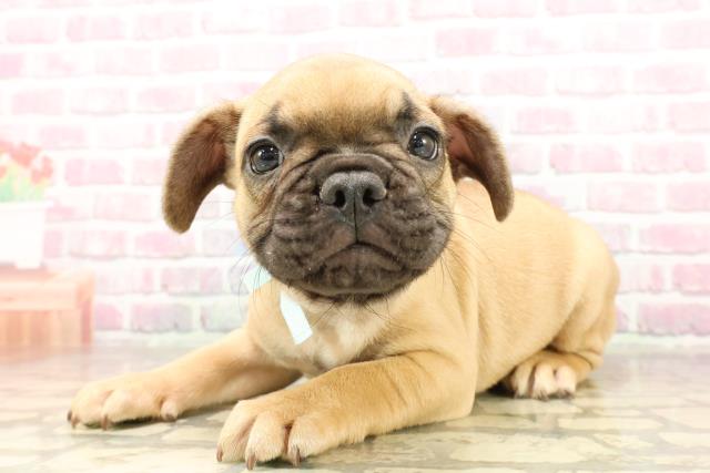 埼玉県のフレンチブルドッグ (Coo&RIKU大宮店/2025年7月12日生まれ/男の子/フォーン)の子犬の2枚目の画像