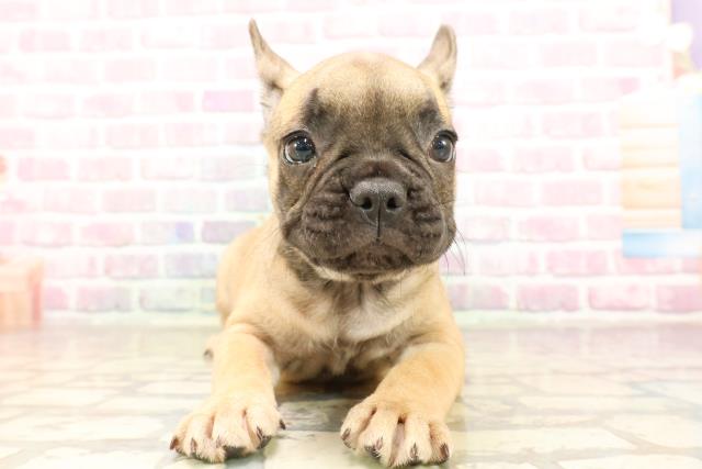 三重県のフレンチブルドッグ (Coo&RIKU津高茶屋店/2025年7月12日生まれ/女の子/フォーン)の子犬