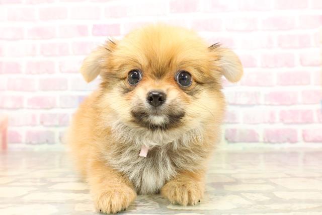愛媛県のハーフ犬・ミックス犬 (Coo&RIKU愛媛松山店/2025年7月12日生まれ/女の子/レッド)の子犬の1枚目の画像