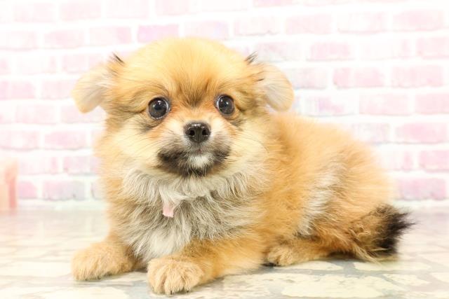 愛媛県のハーフ犬・ミックス犬 (Coo&RIKU愛媛松山店/2025年7月12日生まれ/女の子/レッド)の子犬の2枚目の画像