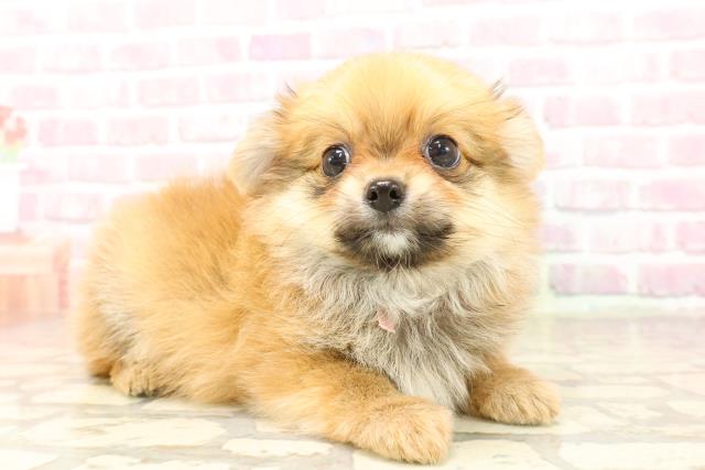 愛媛県のハーフ犬・ミックス犬 (Coo&RIKU愛媛松山店/2025年7月12日生まれ/女の子/レッド)の子犬の3枚目の画像