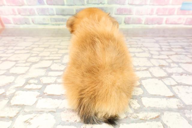 愛媛県のハーフ犬・ミックス犬 (Coo&RIKU愛媛松山店/2025年7月12日生まれ/女の子/レッド)の子犬の4枚目の画像