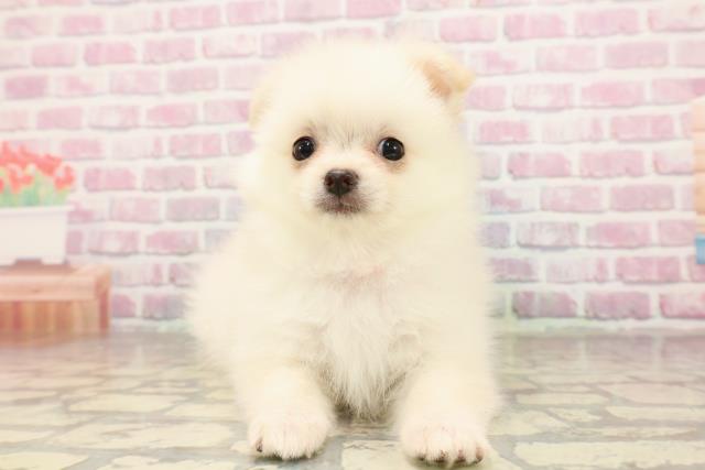 島根県のハーフ犬・ミックス犬 (Coo&RIKU出雲店/2025年7月12日生まれ/女の子/クリームホワイト)の子犬
