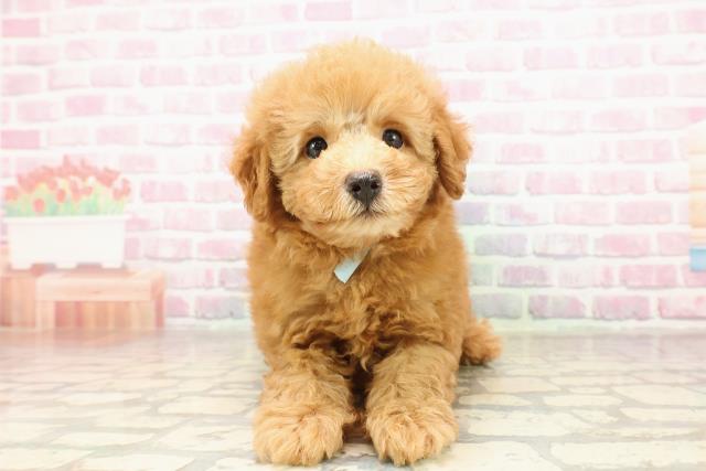 埼玉県のトイプードル(トイ) (Coo&RIKU大宮店/2025年7月13日生まれ/男の子/アプリコット)の子犬の1枚目の画像