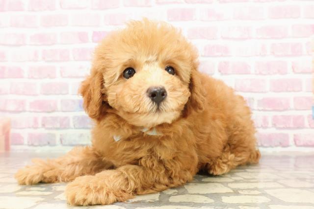埼玉県のトイプードル(トイ) (Coo&RIKU大宮店/2025年7月13日生まれ/男の子/アプリコット)の子犬の2枚目の画像